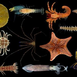 Filum Invertebrata Laut