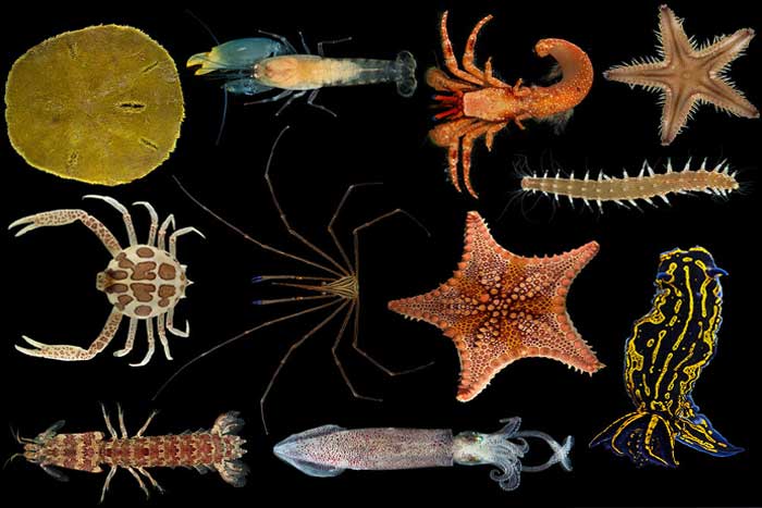 Filum Invertebrata Laut