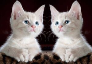 Terapi kucing