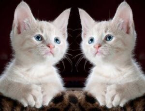 Terapi kucing
