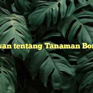 Ulasan tentang Tanaman Bonsai