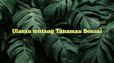 Ulasan tentang Tanaman Bonsai