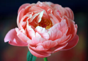 Bunga Peony