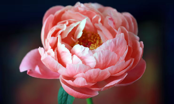Bunga Peony